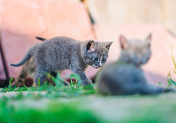 Curious gray kitten walks cautiously across a grassy patch