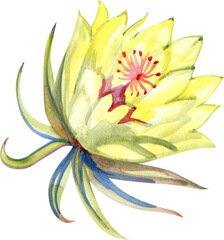 Cactus Queen of the night, Watercolor illusatrtion Moon flowers