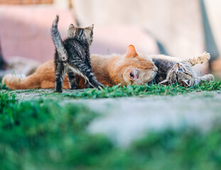 heartwarming scene of a ginger mother cat nurturing her tabby kittens