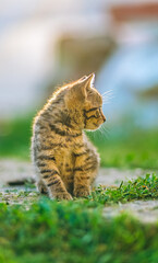 Close-up portrait of a tabby kitten sitting calmly on a sunlit patch of grass