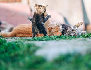 heartwarming scene of a ginger mother cat nurturing her tabby kittens