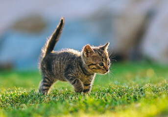 Curious tabby kitten takes a confident step forward on a sunlit lawn