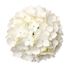 Beautiful white hydrangea flower blooming against a dark black background for elegant design