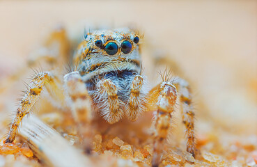 Jumping spider portrait - Yllenus arenarius, close up