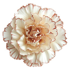 Close up of a beautiful white carnation flower with red edges on a black background