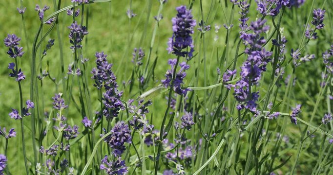 (Pieris brassicae) Large white or cabbage butterfly flutters above garden lavender flowers (Lavandula angustifolia) in search of pollen and nectar
