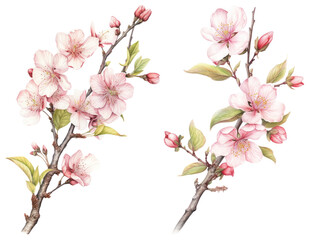 PNG Delicate cherry blossoms on branches, element set on transparent background