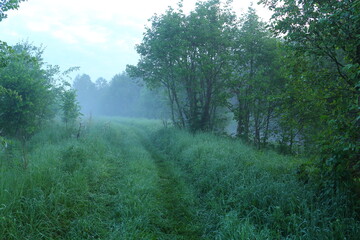 Obraz premium Forest road in fog