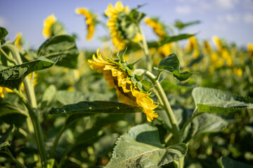 A close-up of a blooming sunflower in a vast sunflower field. Sunflowers field close view.