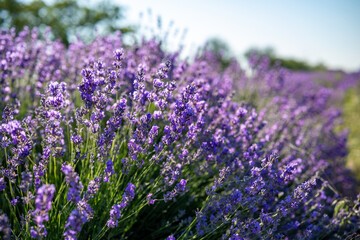 Beautiful image of lavender field over summer sunrise landscape. Blooming lavender field close-up.