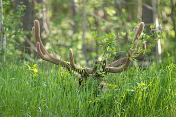 Rocky Mountain Bull Elk (Cervus canadensis nelsoni) in Velvet, Grand Teton National Park, Wyoming 