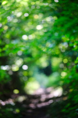 Green bokeh background from nature forest out of focus