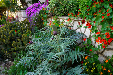 Various colorful flowering plants in the Mediterranean home garden