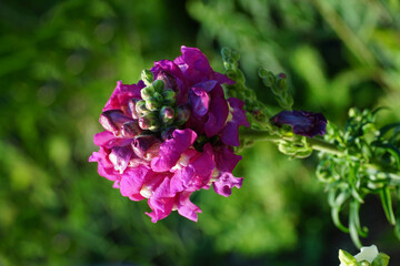 Snapdragon or Antirrhinum majus flowering plant in purple color close up view