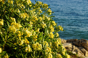 Pittosporum tobira Nanum or Mock Orange flowering shrub that growth near the sea