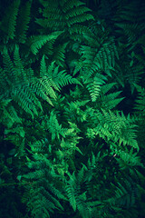 Ferns in dark green forest. High quality photo