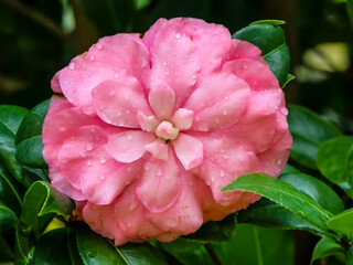 pink flower in garden