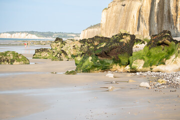 Stone with moss after the ebb of the ocean