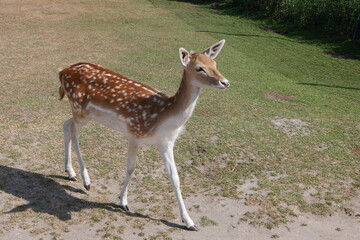 Rehkitz im Tierpark Wildpark Gettorf