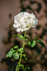 White rose in sunlight with green leaves