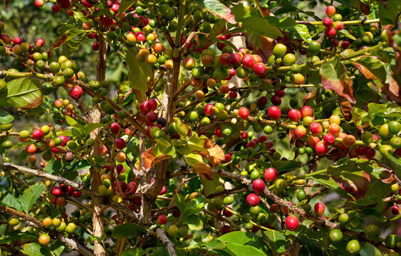 Reifende Kaffeefr&uuml;chte an einem Strauch - Anbau von Kaffee im Valle de Agaete, Gran Canaria, Kanarische Inseln - mit Focus Stacking