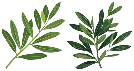 Obraz premium PNG Vibrant green olive branches illustration, element set on transparent background