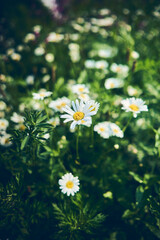 chamomile blossoms against green background. High quality photo