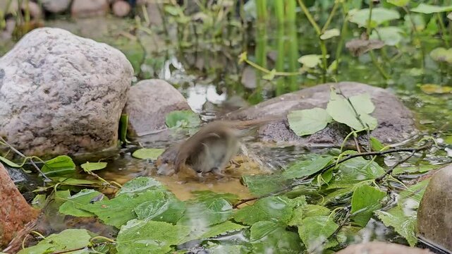 A burrowing bird swims in a forest pond.