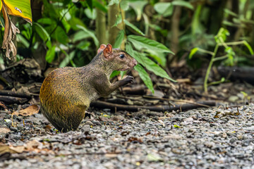 Agouti in Manuel Antonio Costa Rica