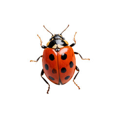 red ladybug isolated on a transparent background