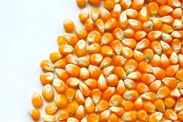 Yellow raw unpopped popcorn kernels