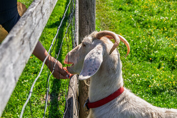 A white goat with curled horns and a red collar is being fed by hand through a wire fence. The scene is set on a sunny day with lush green grass in the background