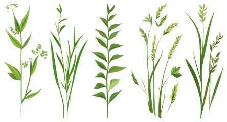 PNG Illustrated green plant collection, element set on transparent background