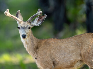 Mule deer buck in velvet (Odocoileus hemionus) is a deer indigenous to western North America; it is named for its ears, which are large like those of the mule.