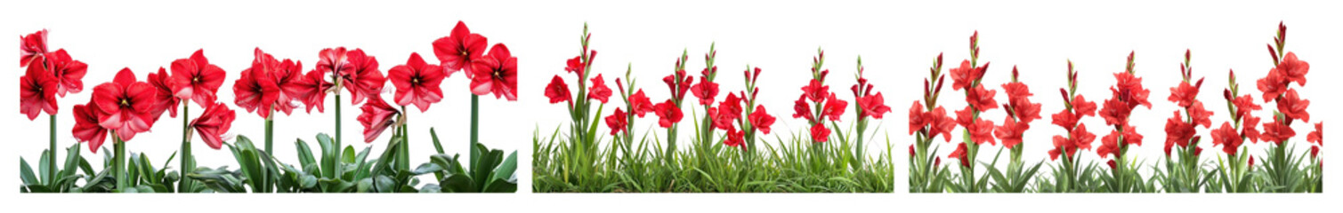 Obraz premium PNG Vibrant red amaryllis flowers blooming, element set on transparent background