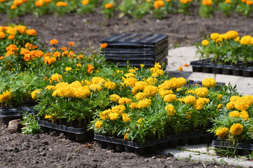 Boxes with marigolds for planting in the ground in a city flower bed