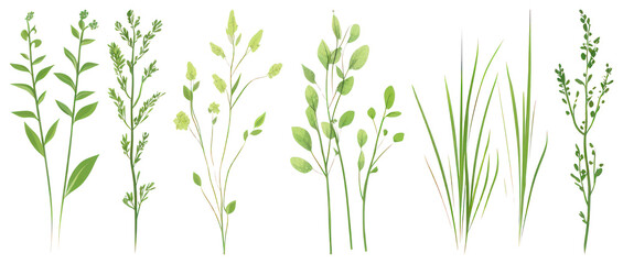 Fototapeta premium PNG Herbal foliage collection illustration, element set on transparent background