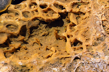 bacterias extremofilas desierto de atacama