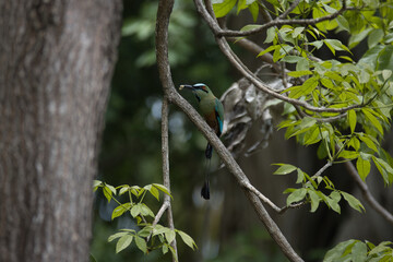 Guardabarranco on a tree