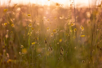 A serene meadow bathed in soft golden light during sunset, dotted with blooming yellow wildflowers, evoking peace and natural beauty. Lush grass and delicate flowers create a warm, peaceful ambiance