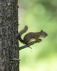 The American red squirrel (Tamiasciurus hudsonicus) is one of three species of tree squirrels currently classified in the genus Tamiasciurus, known as the pine squirrels.