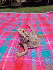 Bearded Dragon Basking Park Pink Picnic Reptile Lizard Summer Grass