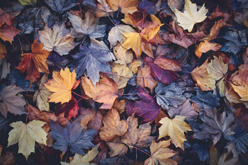 Colorful autumn leaves background. 