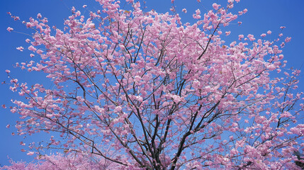 Beautiful cherry blossom tree with vibrant pink flowers against clear blue sky, creating serene and picturesque scene
