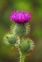 Beautiful Example Cirsium Vulgare 