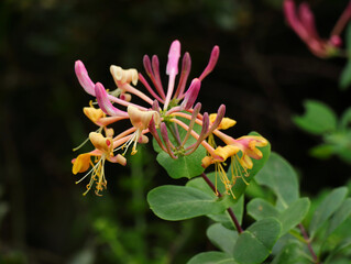 Perfect example of Lonicera etrusca. Pink and yellow Honeysuckle flowers with foliage in the...