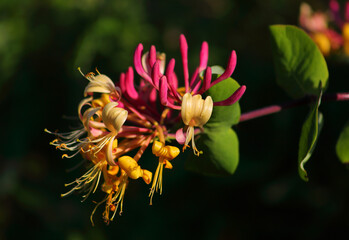 Perfect example of Lonicera etrusca. Pink and yellow Honeysuckle flowers with foliage in the...