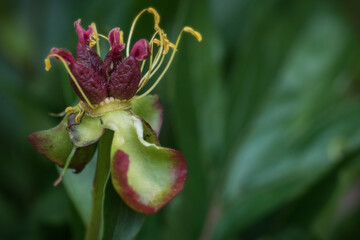 The transformation of peony flowers into fruit; macro photo of the fruit in formation (stamen, filament, anther, pollen, carpel, sepal, floral receptacle)