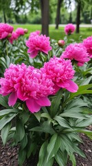 Vibrant pink peonies bloom abundantly in a lush garden, showcasing their intricate petals and greenery, embodying the beauty of nature's spring colors and elegance.