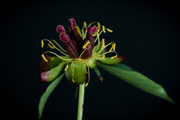 The transformation of peony flowers into fruit; macro photo of the fruit in formation (stamen,...